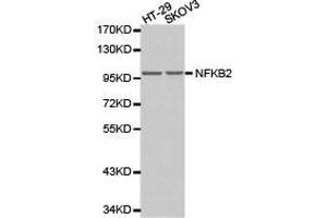 Western Blotting (WB) image for anti-Nuclear Factor of kappa Light Polypeptide Gene Enhancer in B-Cells 2 (NFKB2) antibody (ABIN1873900) (NFKB2 Antikörper)