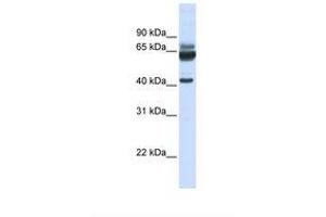 Image no. 1 for anti-Par-6 Partitioning Defective 6 Homolog beta (PARD6B) (N-Term) antibody (ABIN6739162) (PARD6B Antikörper  (N-Term))