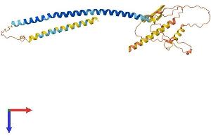 CCDC54 Protein (AA 1-328) (His tag)