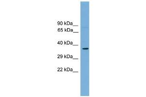 WB Suggested Anti-Mafa Antibody Titration:  0.