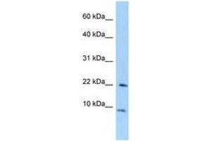 Image no. 1 for anti-Transcription Elongation Factor A (SII)-Like 7 (TCEAL7) (AA 40-89) antibody (ABIN6748043)