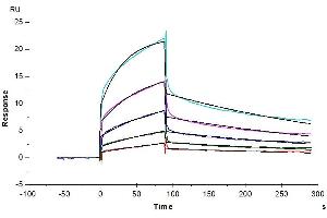 Human Nectin-4, hFc Tag captured on CM5 Chip via Protein A can bind Biotinylated Human Nectin-1, His-Avi Tag with an affinity constant of 22. (PVRL4 Protein (AA 32-349) (Fc Tag))