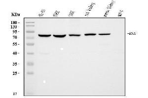 Western blot analysis of Moesin/MSN using anti-Moesin/MSN antibody (ABIN7600379).
