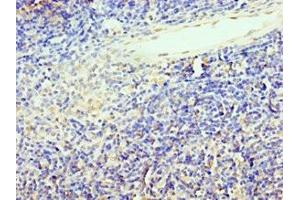 Immunohistochemistry of paraffin-embedded human thymus tissue using ABIN7172449 at dilution of 1:100 (TCF12 Antikörper  (AA 443-682))