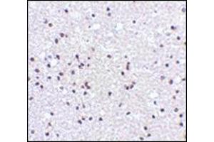 Immunohistochemistry of NPAS3 in human brain tissue with this product at 5 μg/ml. (NPAS3 Antikörper  (N-Term))