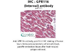 Image no. 2 for anti-G Protein-Coupled Receptor 116 (GPR116) (Internal Region) antibody (ABIN1734908) (G Protein-Coupled Receptor 116 Antikörper  (Internal Region))