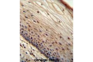 WIBG antibody (N-term) immunohistochemistry analysis in formalin fixed and paraffin embedded human cervical tissue followed by peroxidase conjugation of the secondary antibody and DAB staining. (PYM Antikörper  (N-Term))