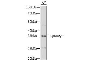 SPRY2 Antikörper