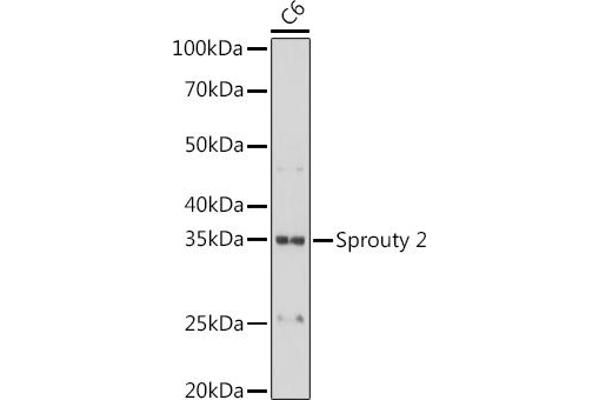 SPRY2 Antikörper