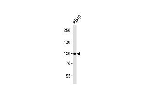 Western blot analysis of lysate from A549 cell line, using CHSY3 Antibody (Center) (ABIN6243111 and ABIN6577848). (CHSY3 Antikörper  (AA 295-329))