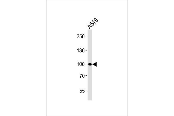CHSY3 antibody  (AA 295-329)