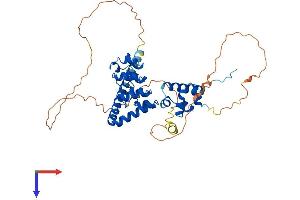 AlphaFold protein structure predicition of Human Recombinant ANKS4B Protein, UniprotID Q8N8V4 (ANKS4B Protein (AA 1-417) (His tag))