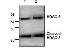 Image no. 1 for anti-Histone Deacetylase 8 (HDAC8) antibody (ABIN127246) (HDAC8 Antikörper)