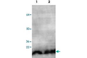 Western blot analysis of HeLa (Lane 1) and HEK293 (Lane 2) cell lysate with NUDT1 polyclonal antibody  at 1 : 500 dilution. (NUDT1 Antikörper  (C-Term))