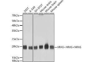 Western blot analysis of extracts of various cell lines, using KRAS+HRAS+NRAS Rabbit mAb (ABIN7267531) at 1:1000 dilution.