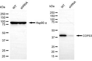 Western blotting analysis using COPS3 antibody (ABIN7798150).
