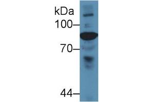 Western Blot; Sample: Gallus Serum; Primary Ab: 5µg/ml Rabbit Anti-Gallus C4 Antibody Second Ab: 0. (Complement C4 Antikörper  (AA 1428-1660))