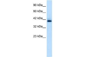 WB Suggested Anti-HEXIM1 Antibody Titration:  0. (HEXIM1 Antikörper  (C-Term))