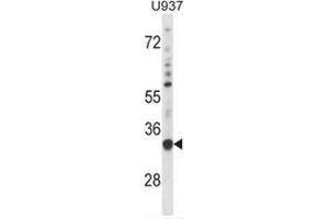 Western blot analysis in U937 cell line lysates (35ug/lane) using  Sorting nexin-15 (SNX15) Antibody . (SNX15 Antikörper  (C-Term))