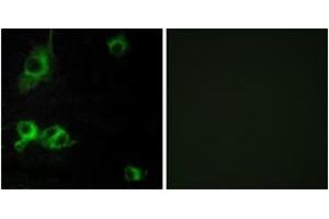Immunofluorescence analysis of COS7 cells, using LAMA1 Antibody.