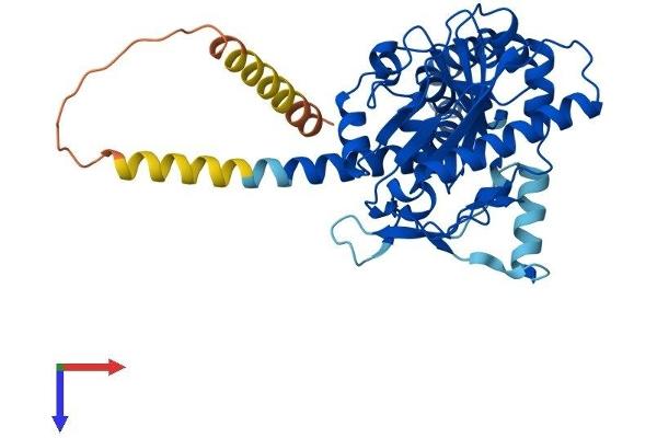 DGAT2 Protein (AA 1-388) (His tag)