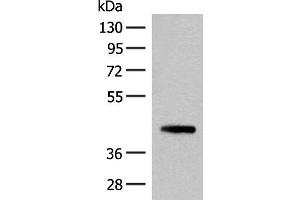 Western blot analysis of 293T cell lysate using SMS Polyclonal Antibody at dilution of 1:500 (SMS Antikörper)