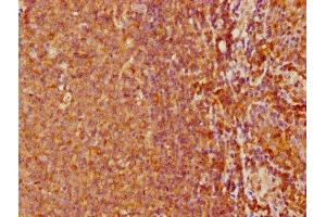 IHC image of ABIN7161502 diluted at 1:500 and staining in paraffin-embedded human tonsil tissue performed on a Leica BondTM system.