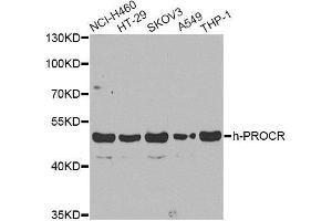 Western blot analysis of extracts of various cell lines, using PROCR antibody.