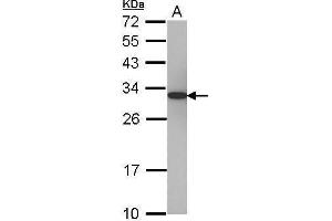 WB Image Sample (30 ug of whole cell lysate) A: 293T 12% SDS PAGE antibody diluted at 1:5000 (PSME1 Antikörper)