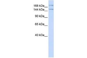 Western Blotting (WB) image for anti-Intraflagellar Transport 140 Homolog (IFT140) antibody (ABIN2458255) (IFT140 Antikörper)