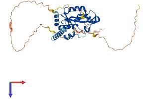 AEN Protein (AA 1-336) (His tag)