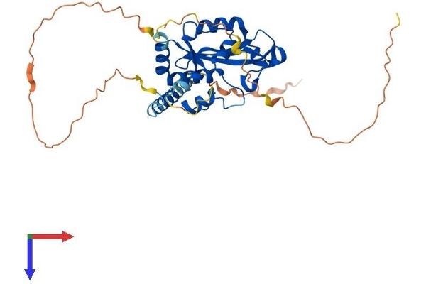 AEN Protein (AA 1-336) (His tag)