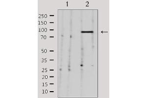 Western blot analysis of extracts from 293, using NEDD9 Antibody. (NEDD9 Antikörper  (Internal Region))