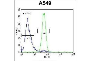Flow cytometric analysis of A549 cells (right histogram) compared to a negative control cell (left histogram). (FSTL1 Antikörper  (C-Term))