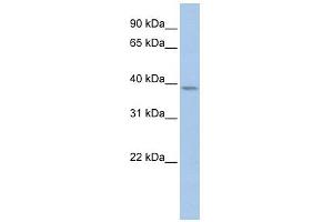 Cyclin Y antibody used at 1 ug/ml to detect target protein.