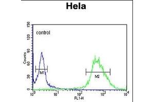 C Antibody (C-term) (ABIN650955 and ABIN2840009) flow cytometric analysis of Hela cells (right histogram) compared to a negative control cell (left histogram). (C16ORF54 Antikörper  (C-Term))