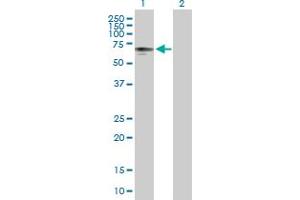Western Blot analysis of P4HTM expression in transfected 293T cell line by P4HTM MaxPab polyclonal antibody.