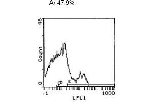 Image no. 1 for anti-CD3 (CD3) antibody (ABIN114137) (CD3 Antikörper)