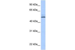 Western Blotting (WB) image for anti-Na+/H+ Exchanger Domain Containing 2 (NHEDC2) antibody (ABIN2463557) (NHEDC2 Antikörper)