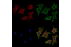 ABIN7094323 and ABIN7098370 staining HepG2 cells by IF/ICC. (KLC3 Antikörper  (Internal Region))