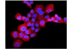 IF analysis of EDNRB using anti-EDNRB antibody (ABIN3043287).