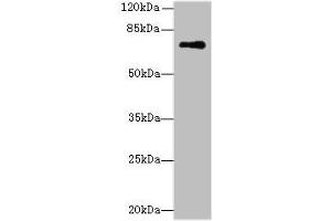Western blot All lanes: GLS antibody at 5 μg/mL + Mouse brain tissue Secondary Goat polyclonal to rabbit IgG at 1/10000 dilution Predicted band size: 74, 18, 66 kDa Observed band size: 74 kDa (Glutaminase Antikörper  (AA 616-669))