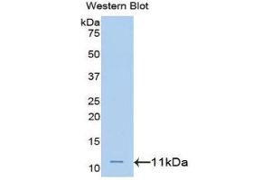 Western Blotting (WB) image for anti-Heterogeneous Nuclear Ribonucleoprotein A2/B1 (HNRNPA2B1) (AA 21-103) antibody (ABIN1172771) (HNRNPA2B1 Antikörper  (AA 21-103))