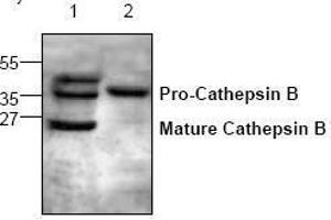 Image no. 1 for anti-Cathepsin B (CTSB) antibody (ABIN127046) (Cathepsin B Antikörper)