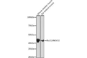 Western blot analysis of extracts of various cell lines, using Fbx32/FBOX32 Rabbit mAb (ABIN7267090) at 1:1000 dilution. (FBXO32 Antikörper)