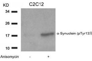 Image no. 2 for anti-Synuclein, alpha (SNCA) (pTyr133) antibody (ABIN401575) (SNCA Antikörper  (pTyr133))