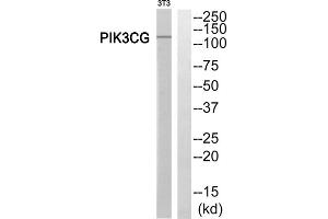 Western Blotting (WB) image for anti-Phosphoinositide-3-Kinase, Catalytic, gamma Polypeptide (PIK3CG) (Internal Region) antibody (ABIN1852676) (PIK3 gamma Antikörper  (Internal Region))