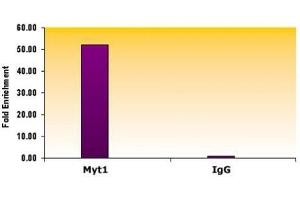 Suz12 antibody (mAb) tested by ChIP. (SUZ12 Antikörper)