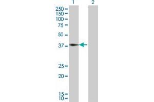 Western Blot analysis of ALDOA expression in transfected 293T cell line by ALDOA MaxPab polyclonal antibody.