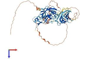 NEURL1B Protein (AA 1-555) (His tag)